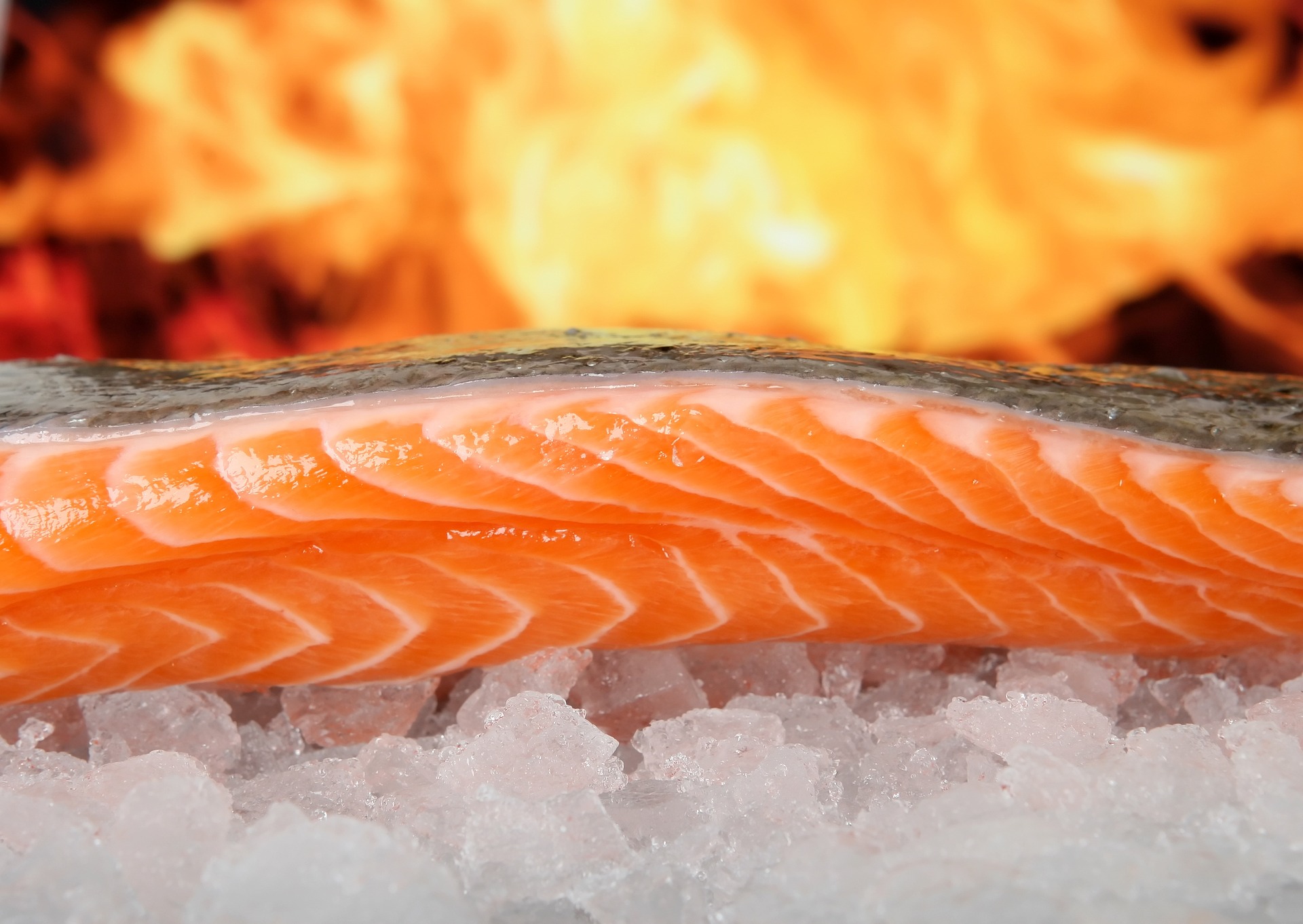 salmon-1238662_1920_1.jpg